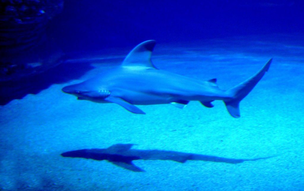 Foto de Valencia (València), España