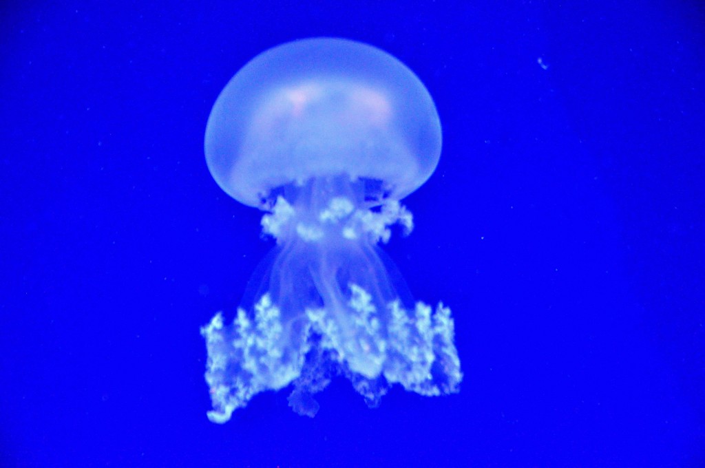 Foto de Valencia (València), España