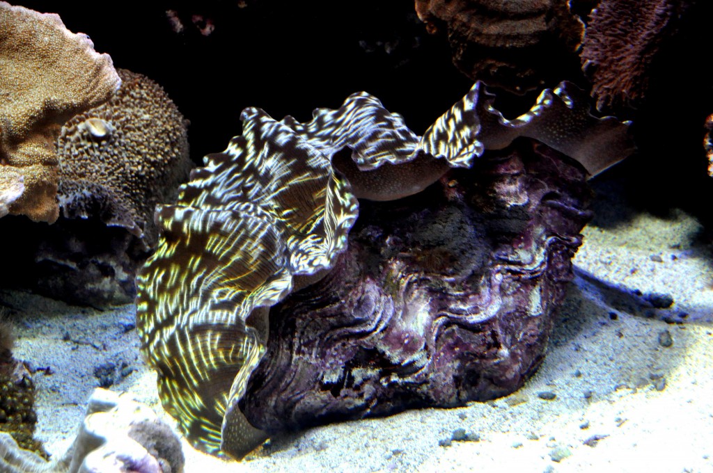 Foto de Valencia (València), España