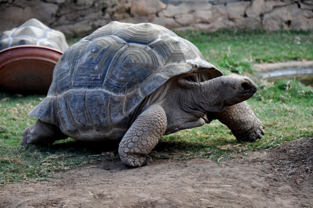 Foto: Tortuga - Valencia (València), España