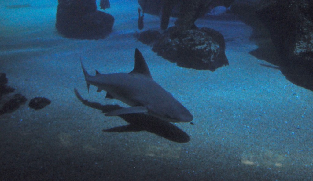 Foto de Valencia (València), España