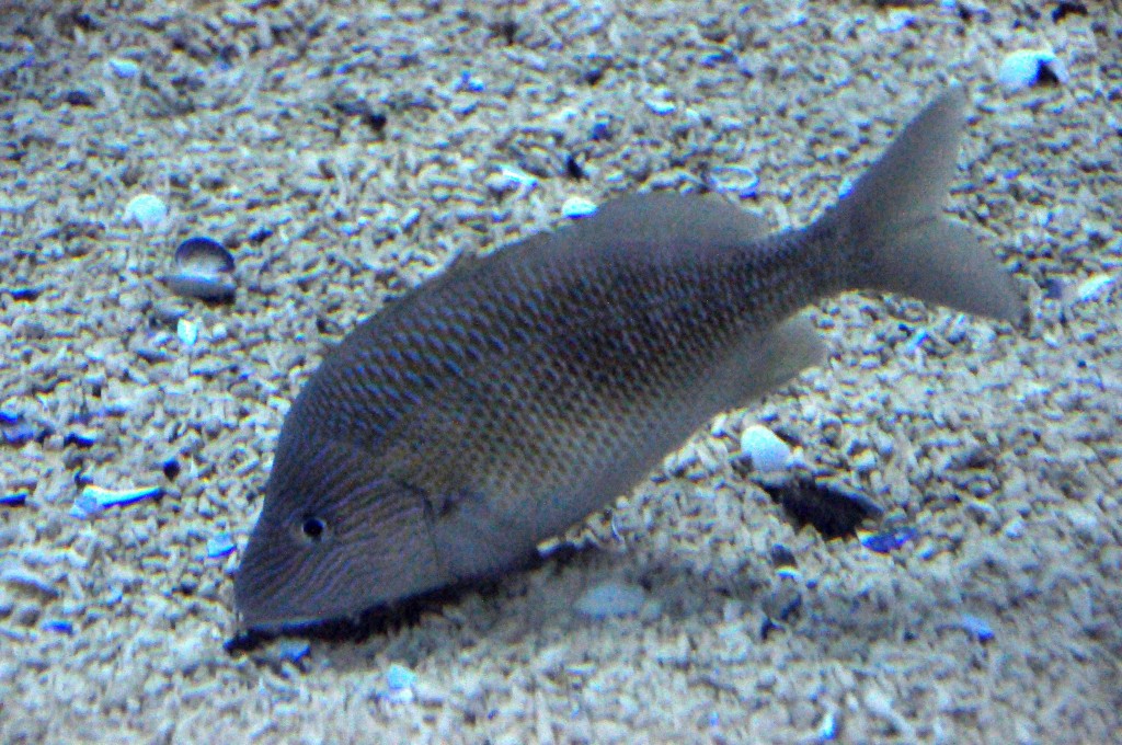 Foto de Valencia (València), España