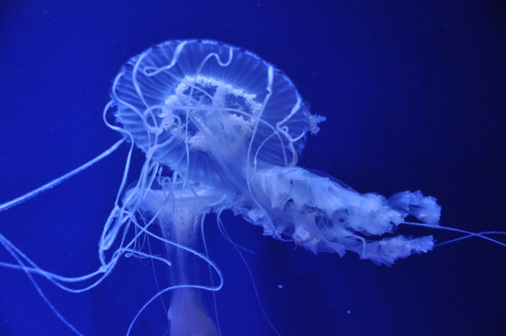 Foto de Valencia (València), España