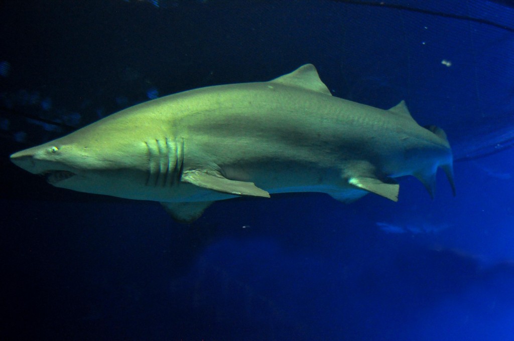 Foto de Valencia (València), España