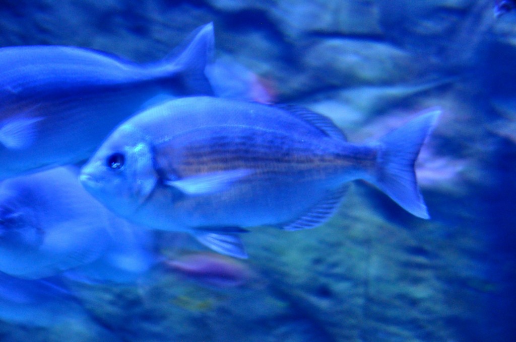 Foto de Valencia (València), España