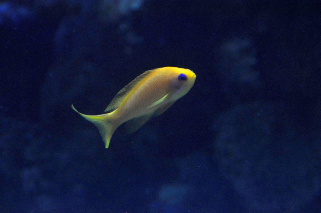 Foto de Valencia (València), España