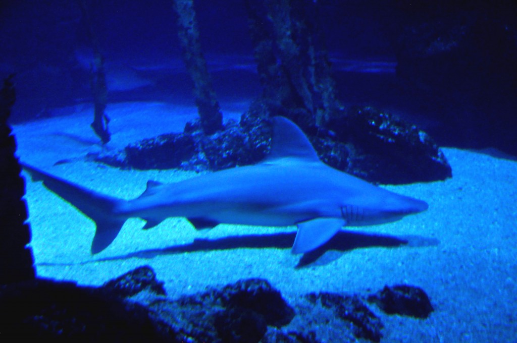 Foto de Valencia (València), España