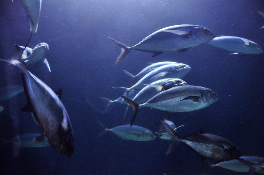 Foto de Valencia (València), España