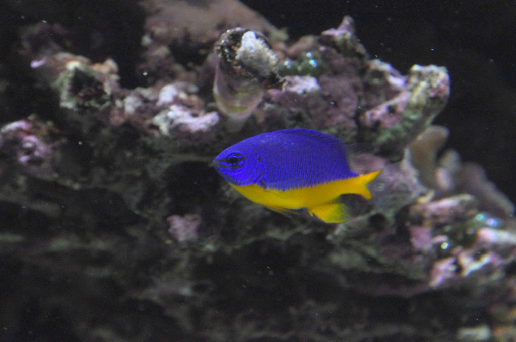 Foto de Valencia (València), España