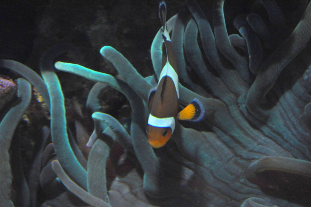 Foto de Valencia (València), España