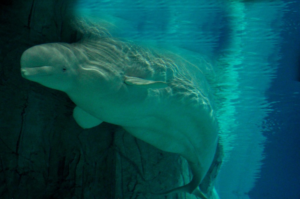 Foto de Valencia (València), España