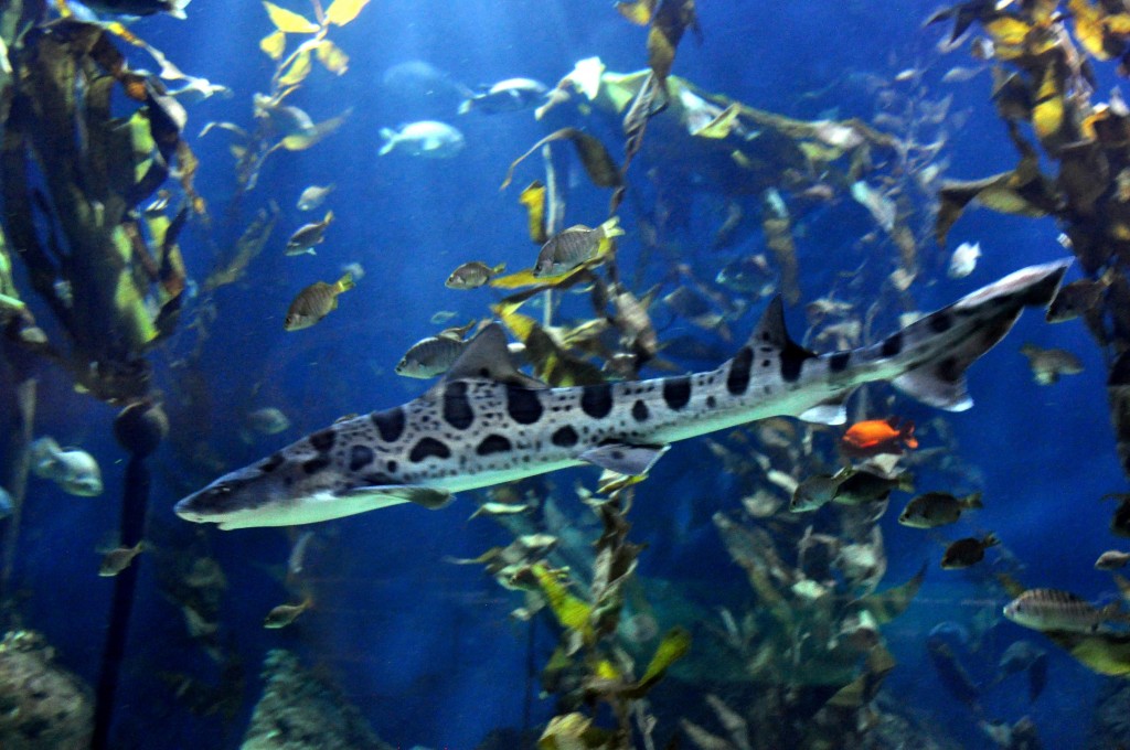 Foto de Valencia (València), España