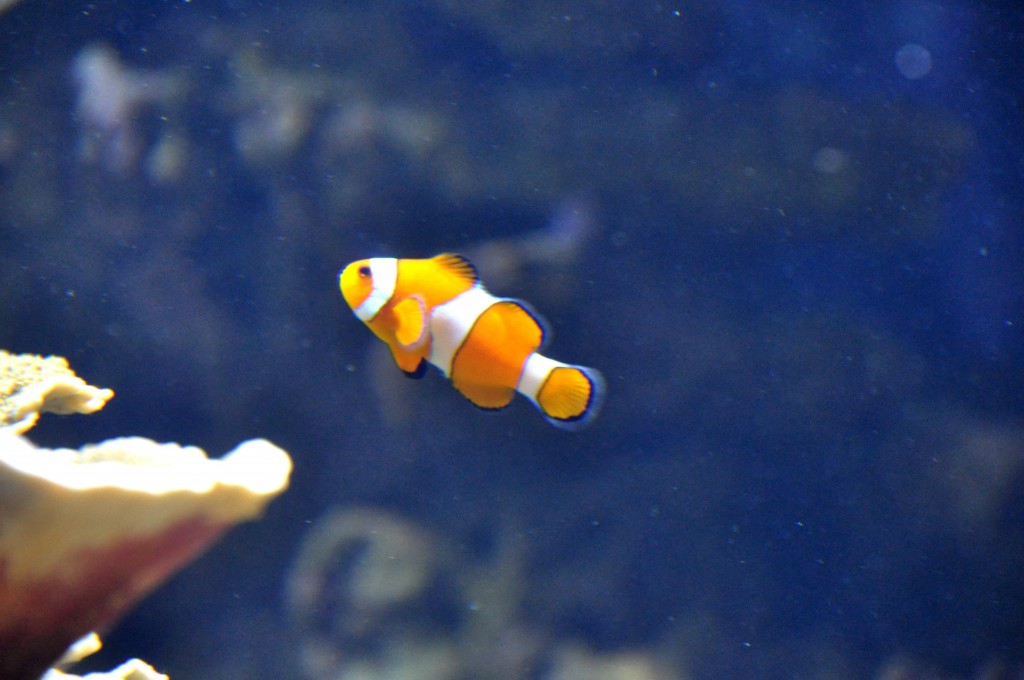 Foto de Valencia (València), España