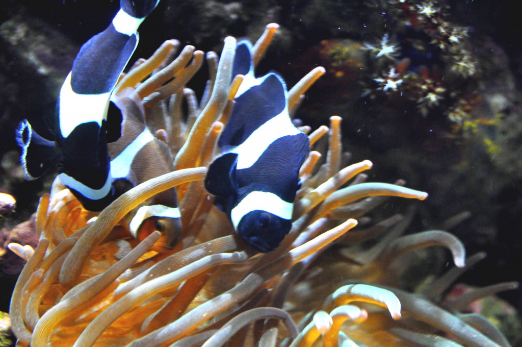 Foto de Valencia (València), España