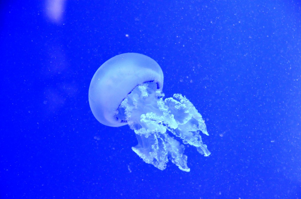 Foto de Valencia (València), España