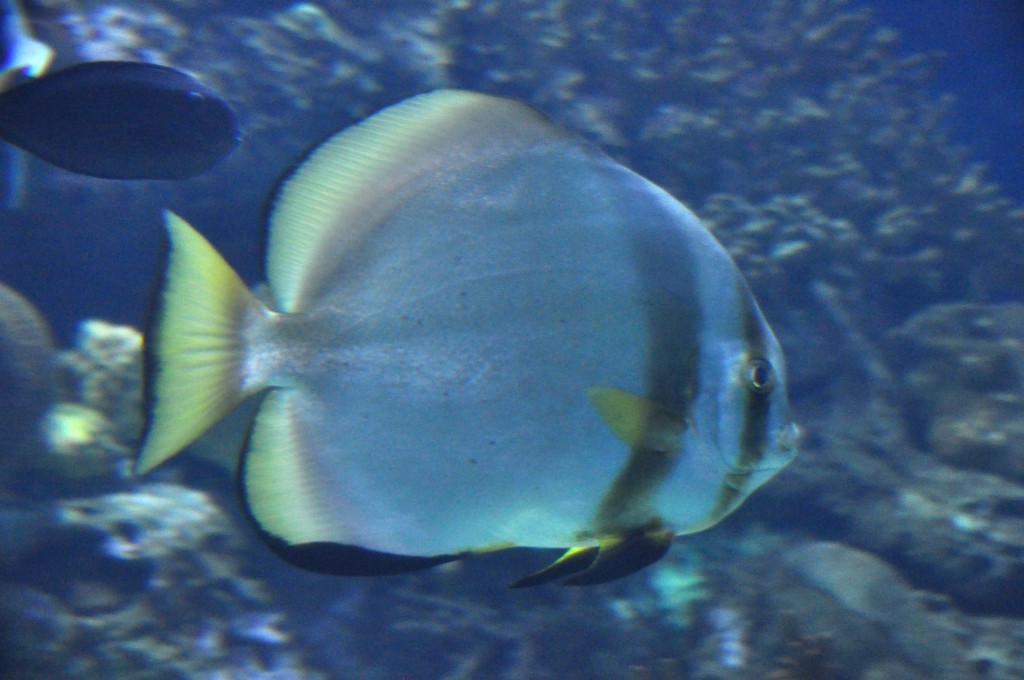 Foto de Valencia (València), España
