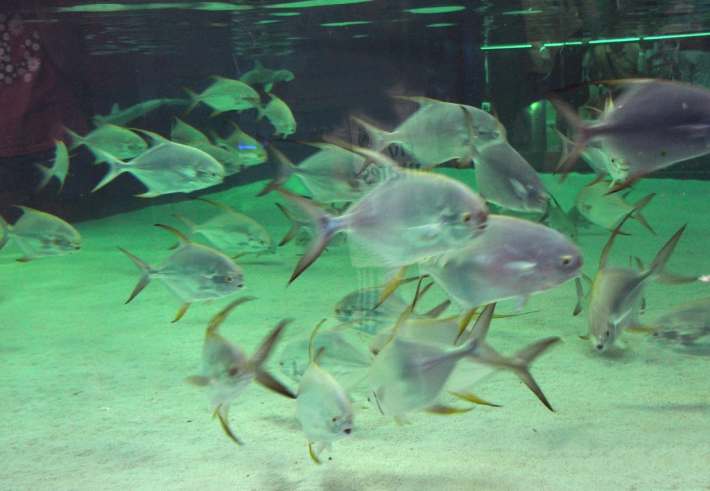 Foto de Valencia (València), España