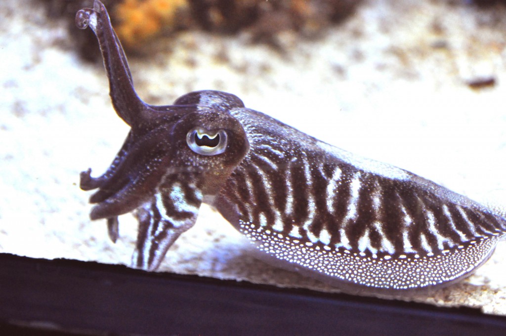 Foto de Valencia (València), España