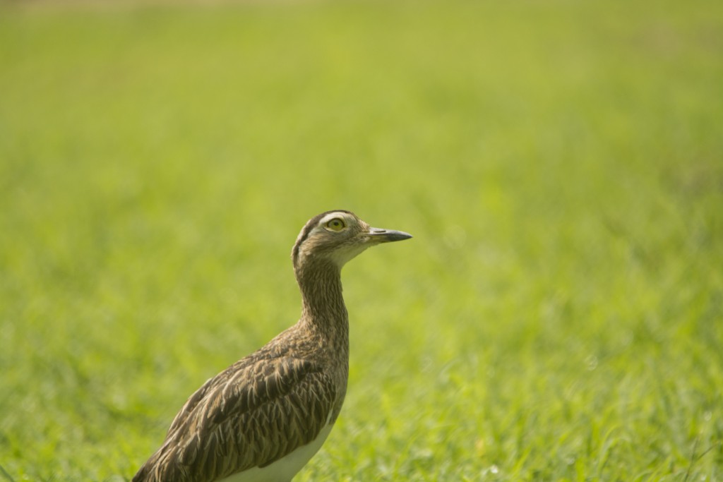 Foto de Guanacaste, Costa Rica