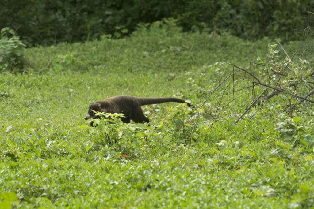 Foto de Guanacaste, Costa Rica