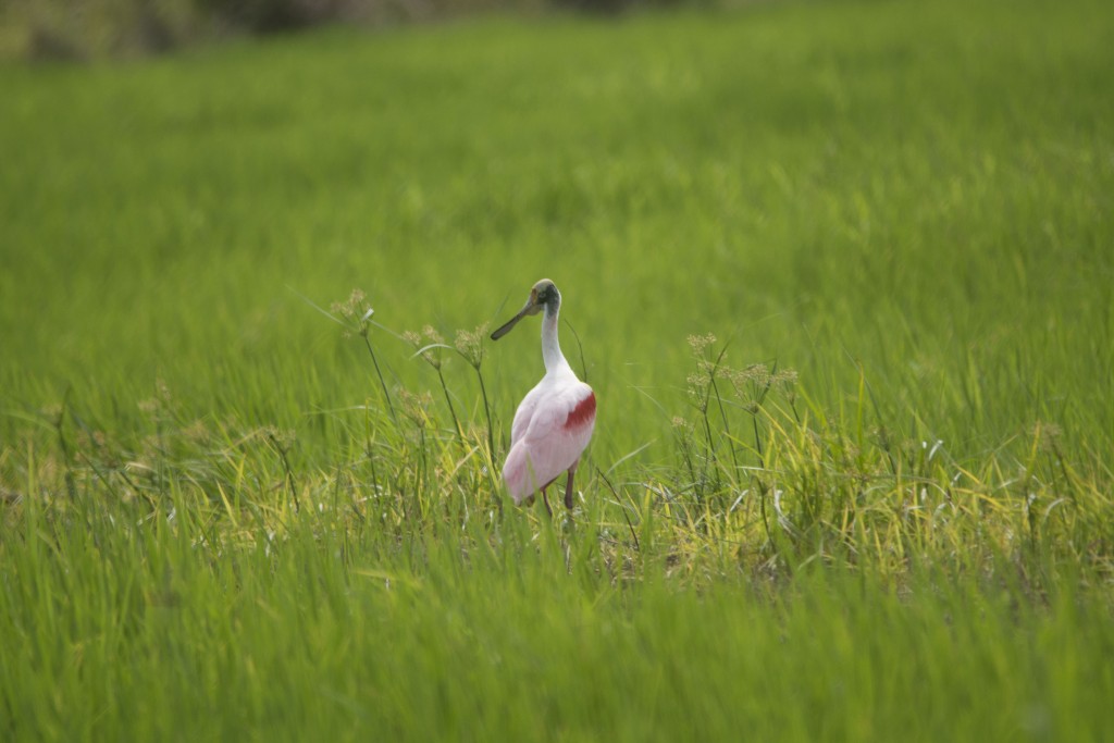 Foto de Guanacaste, Costa Rica