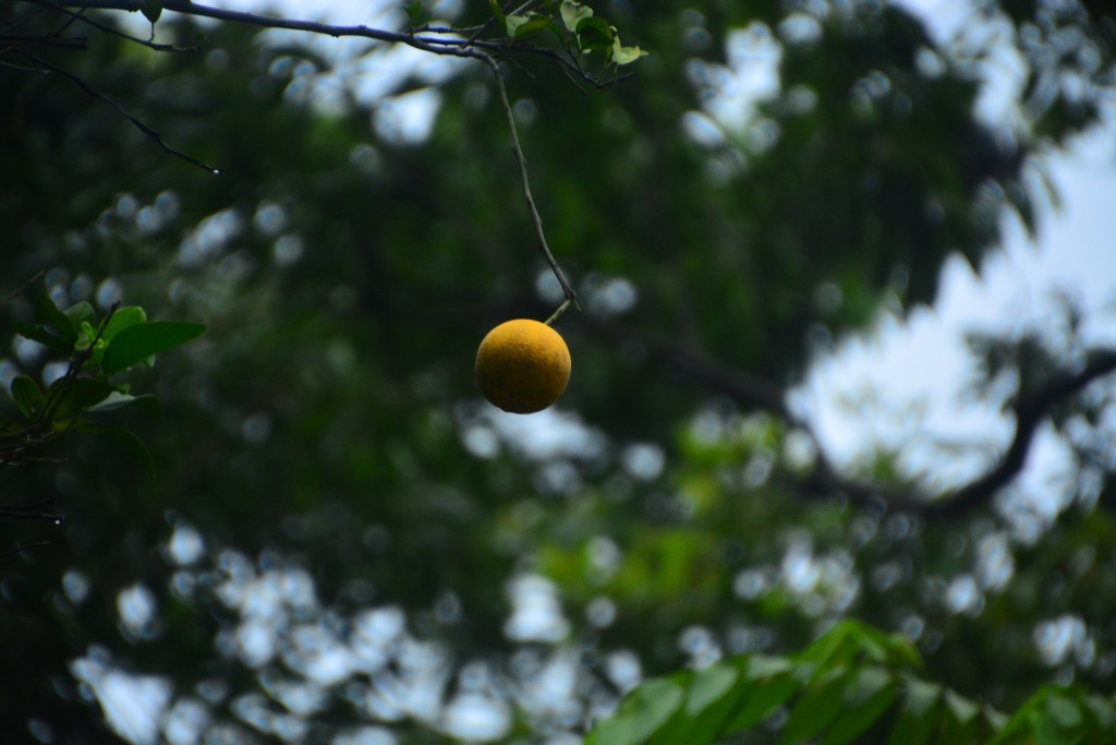 Foto de Guanacaste, Costa Rica