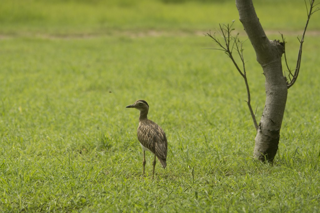 Foto de Guanacaste, Costa Rica
