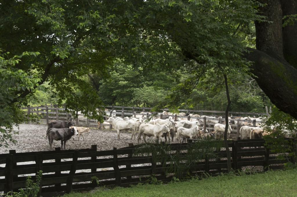 Foto de Guanacaste, Costa Rica
