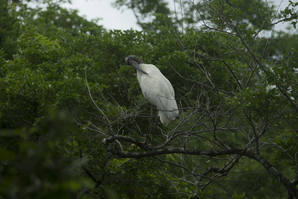 Foto de Guanacaste, Costa Rica