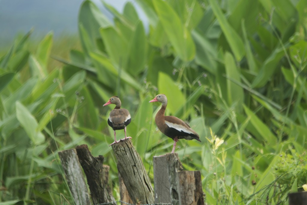 Foto de Guanacaste, Costa Rica