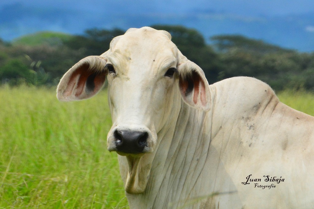 Foto de Alajuela, Costa Rica