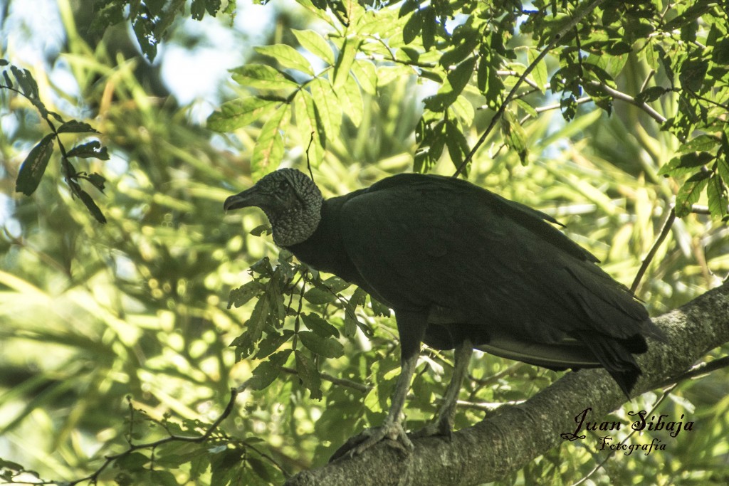 Foto de Alajuela, Costa Rica