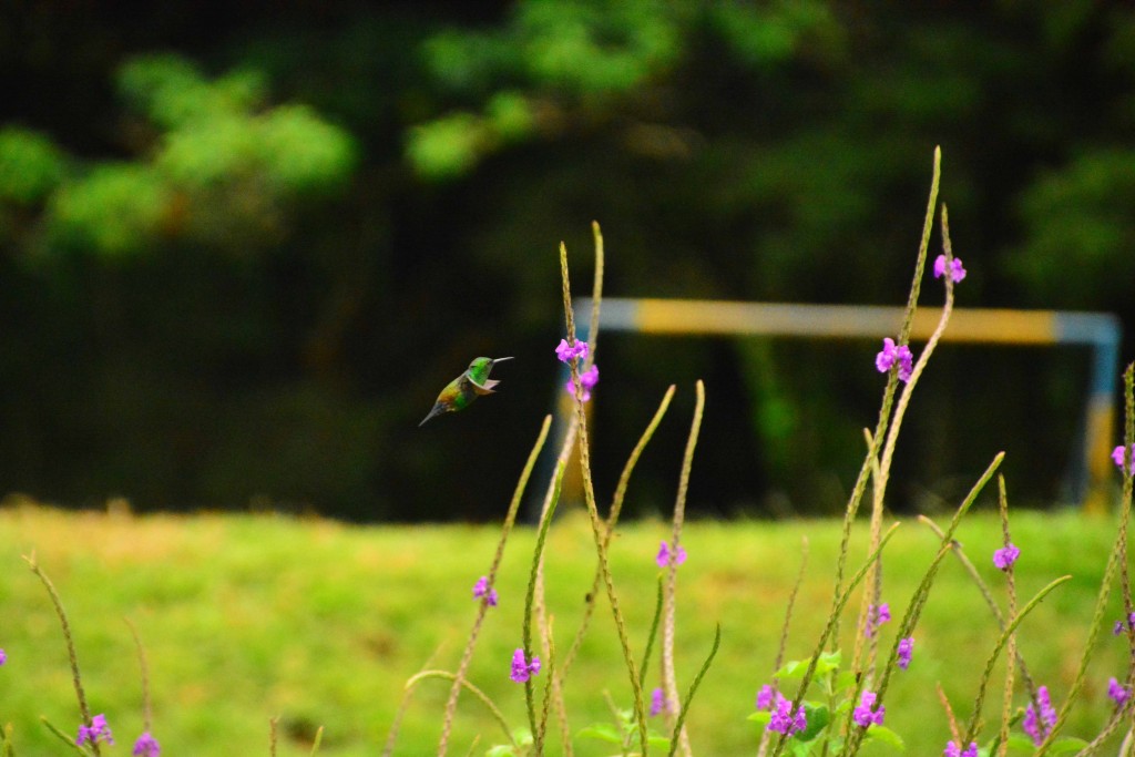 Foto de Alajuela, Costa Rica