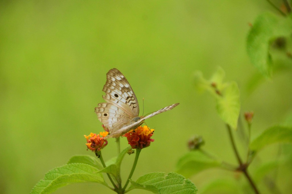 Foto de Alajuela, Costa Rica