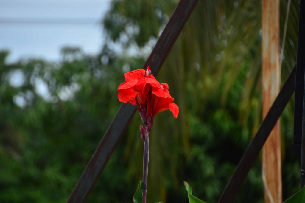 Foto de Alajuela, Costa Rica