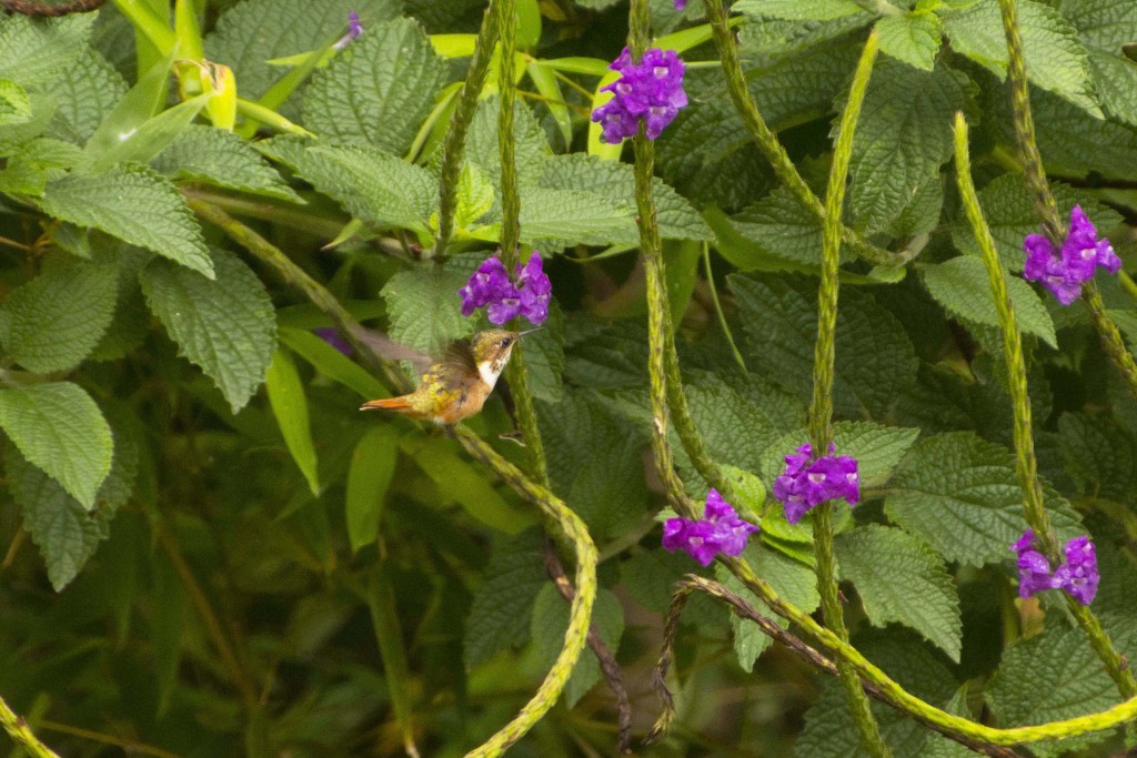 Foto de Alajuela, Costa Rica