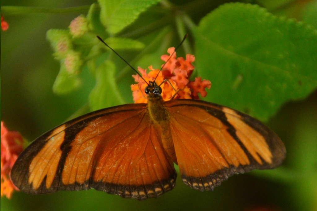 Foto de Alajuela, Costa Rica
