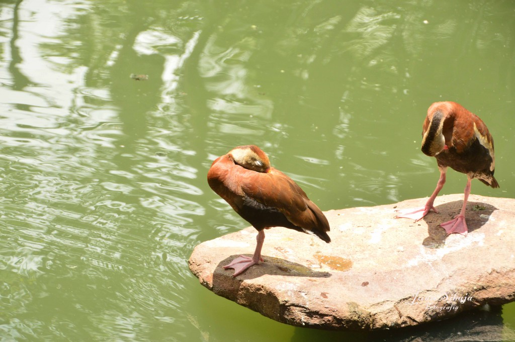 Foto de Villa Bonita (Alajuela), Costa Rica
