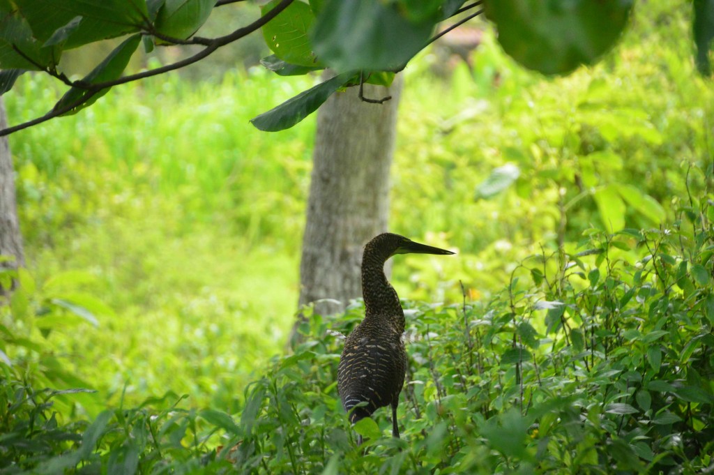Foto de Alajuela, Costa Rica
