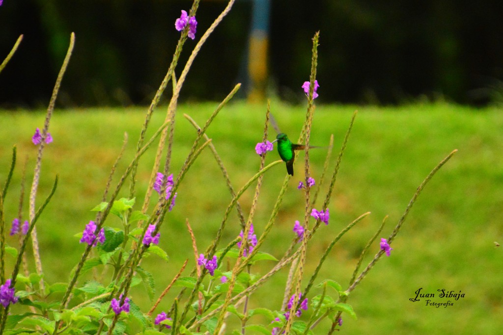 Foto de Alajuela, Costa Rica