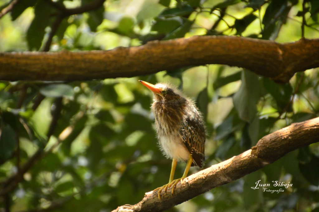 Foto de Villa Bonita (Alajuela), Costa Rica