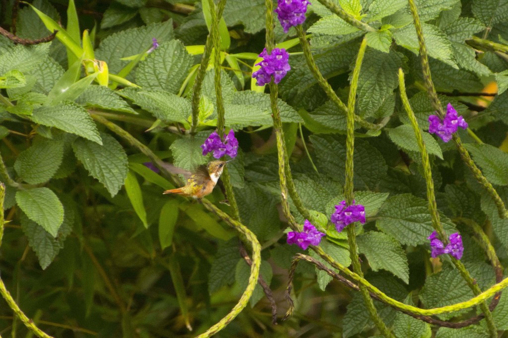 Foto de Alajuela, Costa Rica