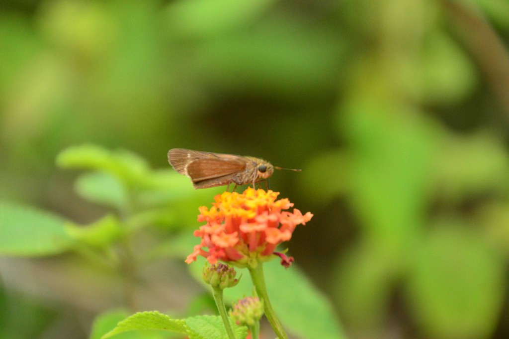 Foto de Alajuela, Costa Rica
