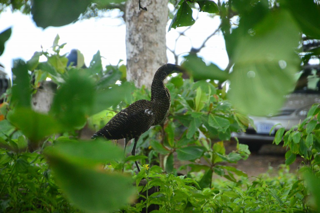 Foto de Alajuela, Costa Rica