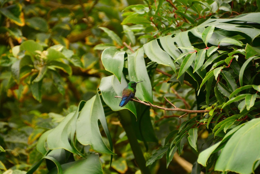 Foto de Alajuela, Costa Rica