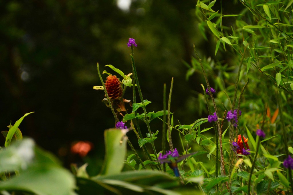 Foto de Alajuela, Costa Rica