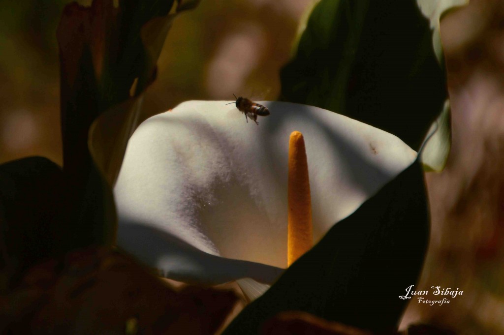 Foto de Alajuela, Costa Rica