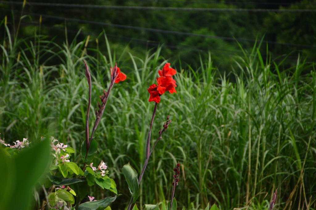 Foto de Alajuela, Costa Rica