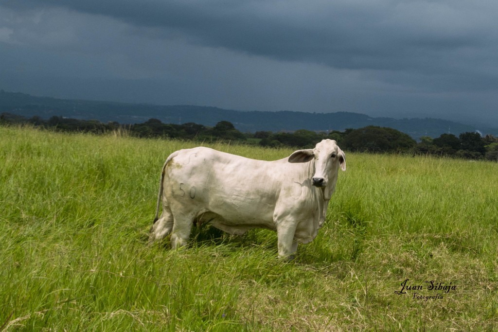 Foto de Alajuela, Costa Rica