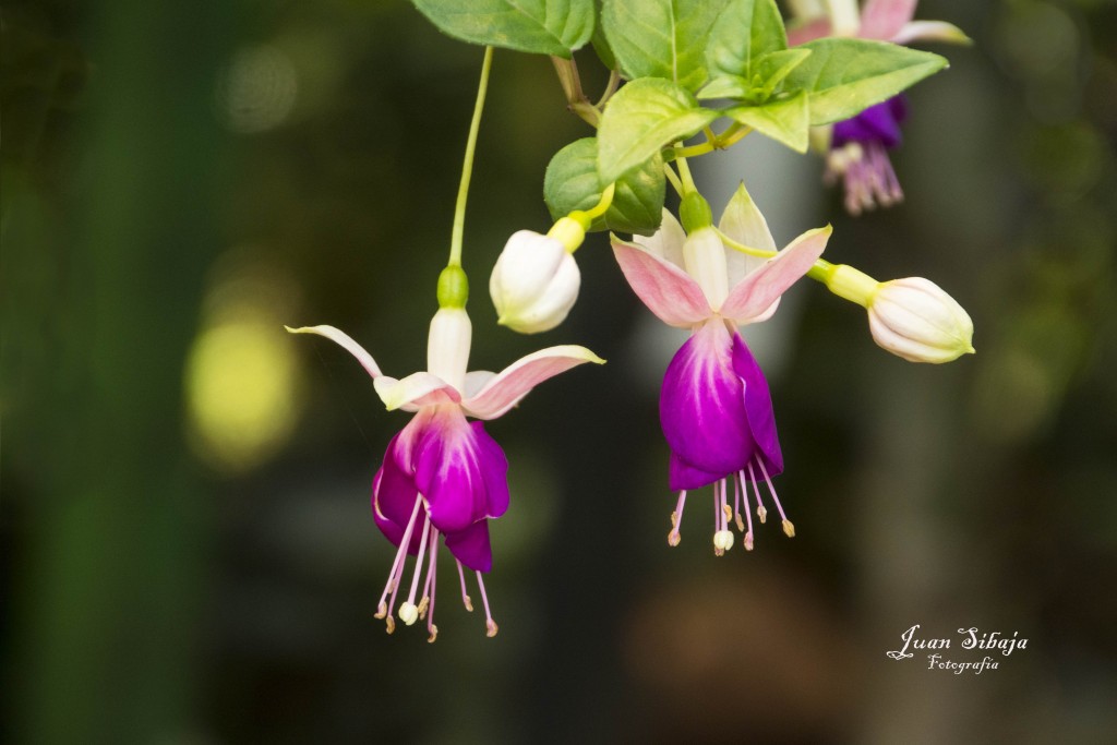 Foto de Alajuela, Costa Rica